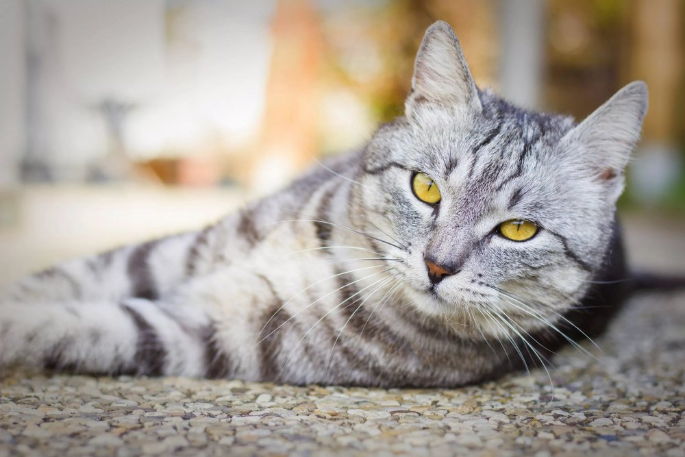 Кот британец серый полосатый
