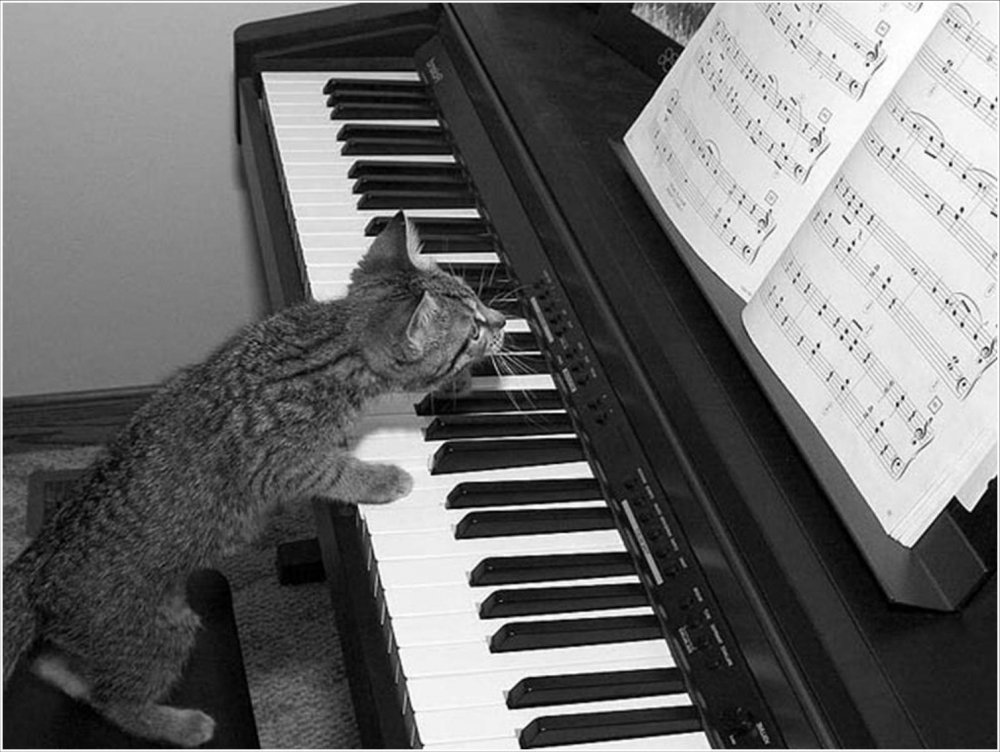 Кот за пианино