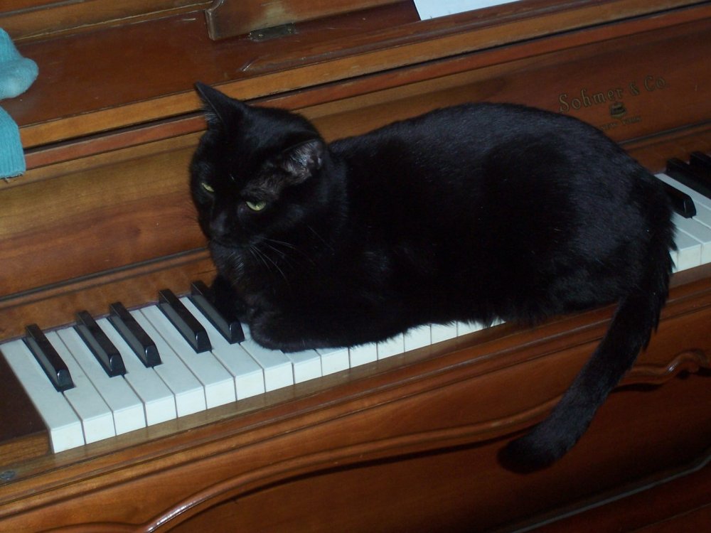 Кошки и фортепиано