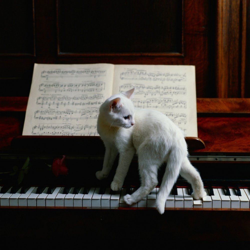 Фортепиано с котиком