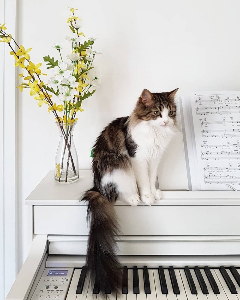 Кошки и фортепиано