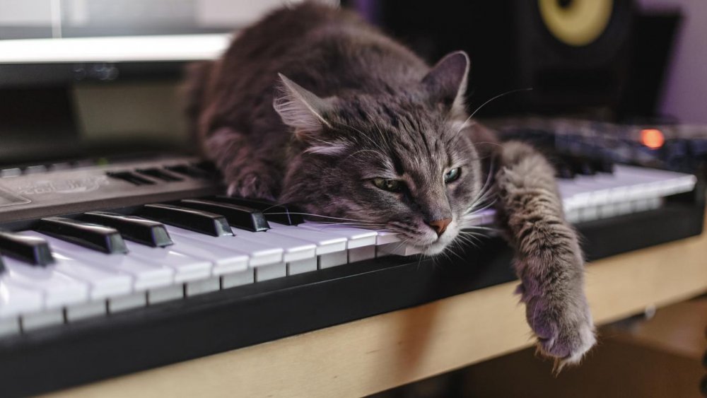 Кошка на пианино