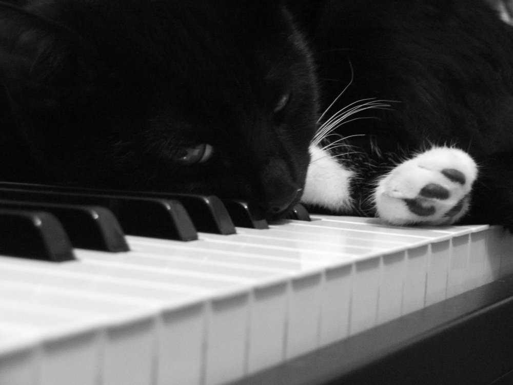 Кот за пианино