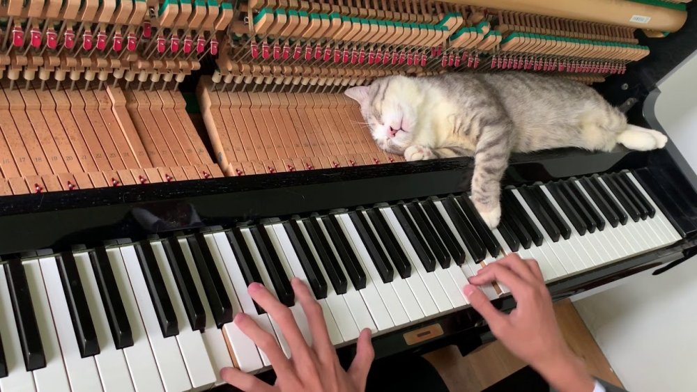 Кот пианист Бенто