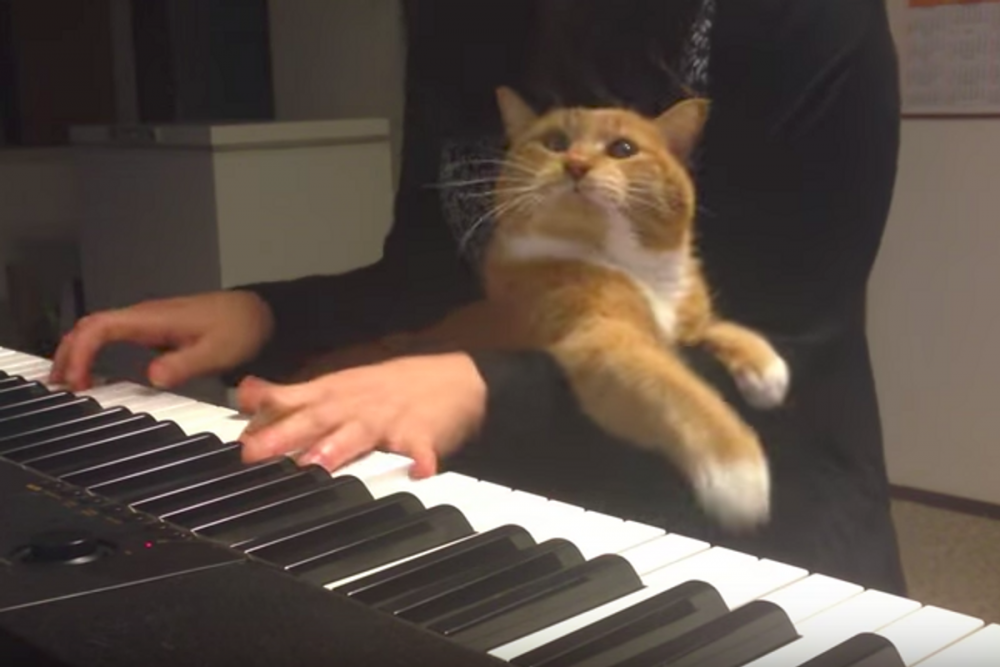 Кот пианист Бенто
