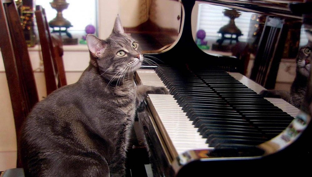 Британская кошка на пианино