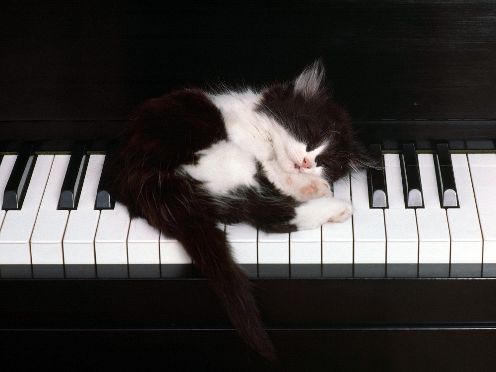 Коты Аристократы пианист