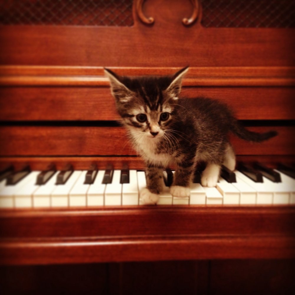 Котенок на рояле
