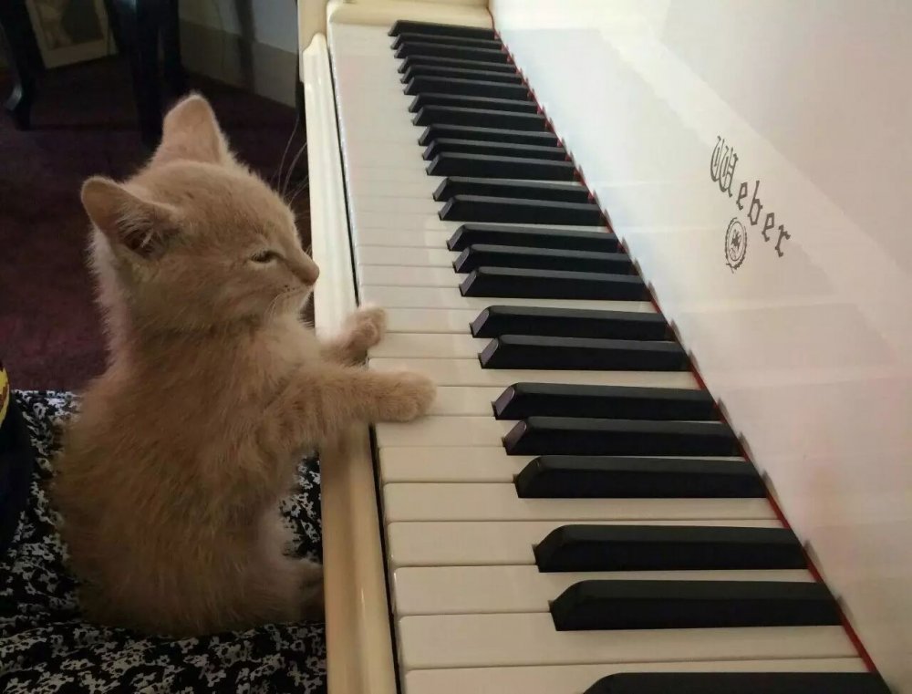 Кот на пианино