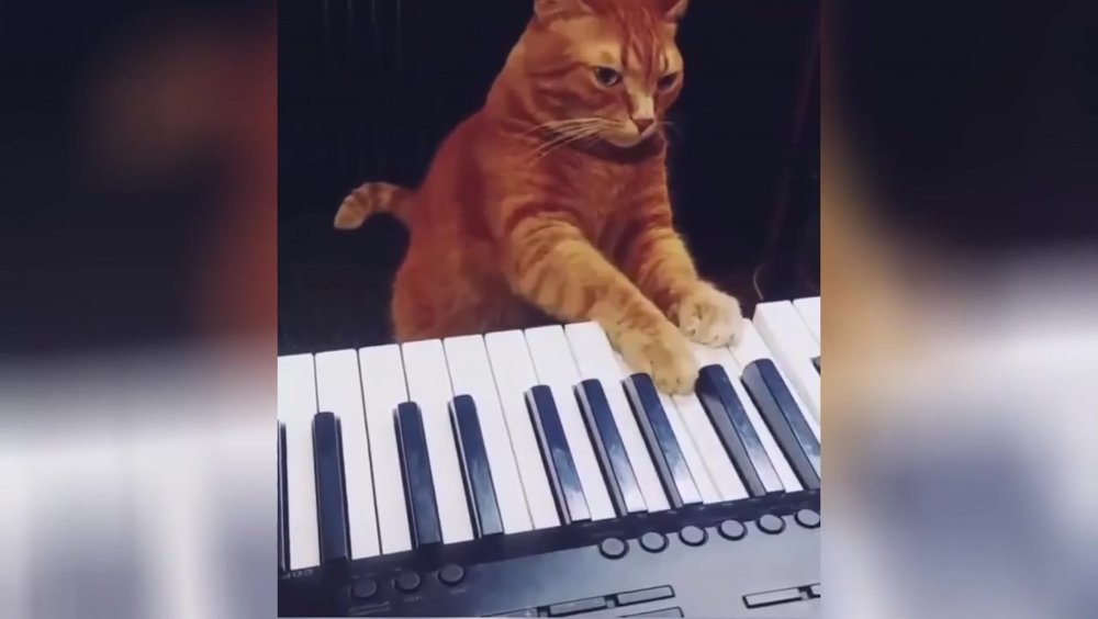 Кот играющий на пианино Мем