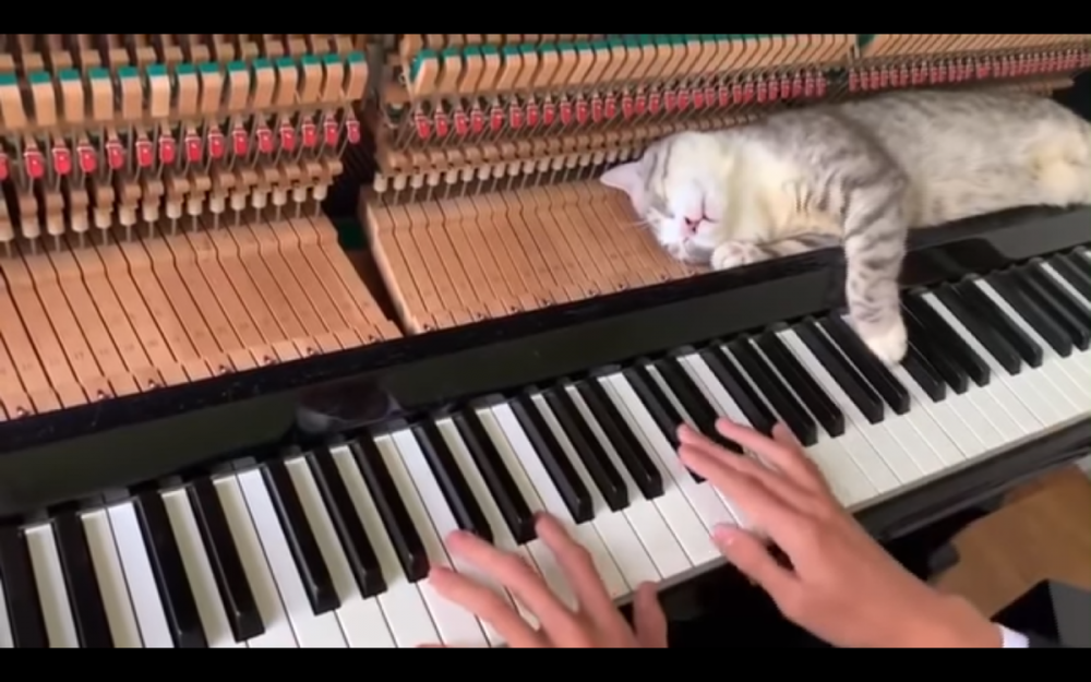 Кошачье фортепиано музыкальный инструмент