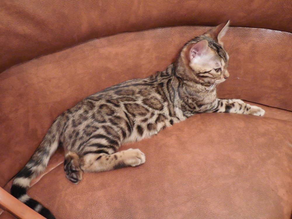 Абиссинская кошка с бенгальской метис