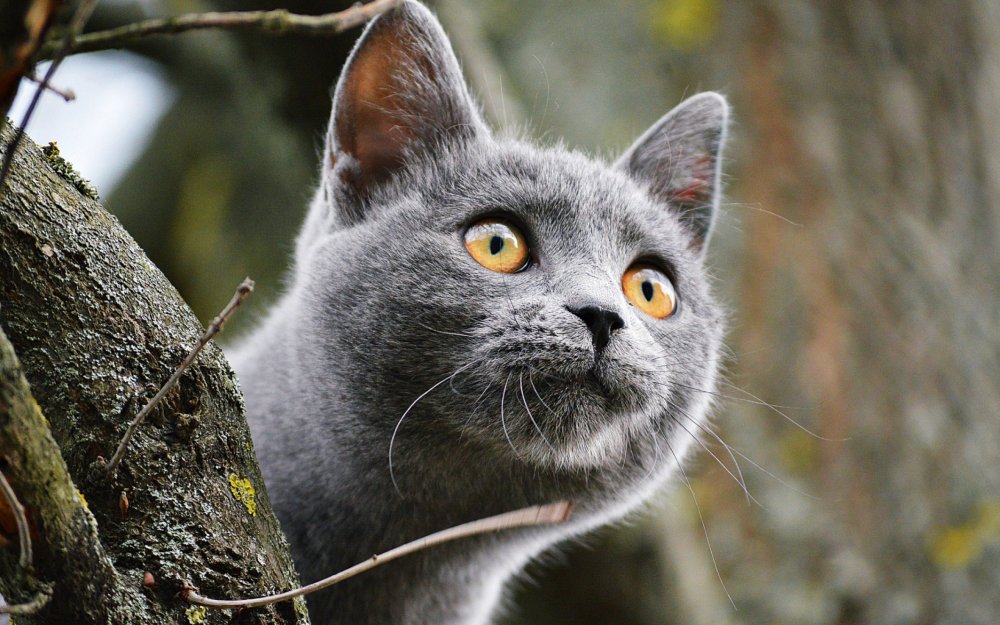 Сибирский голубая кошка короткошерстная