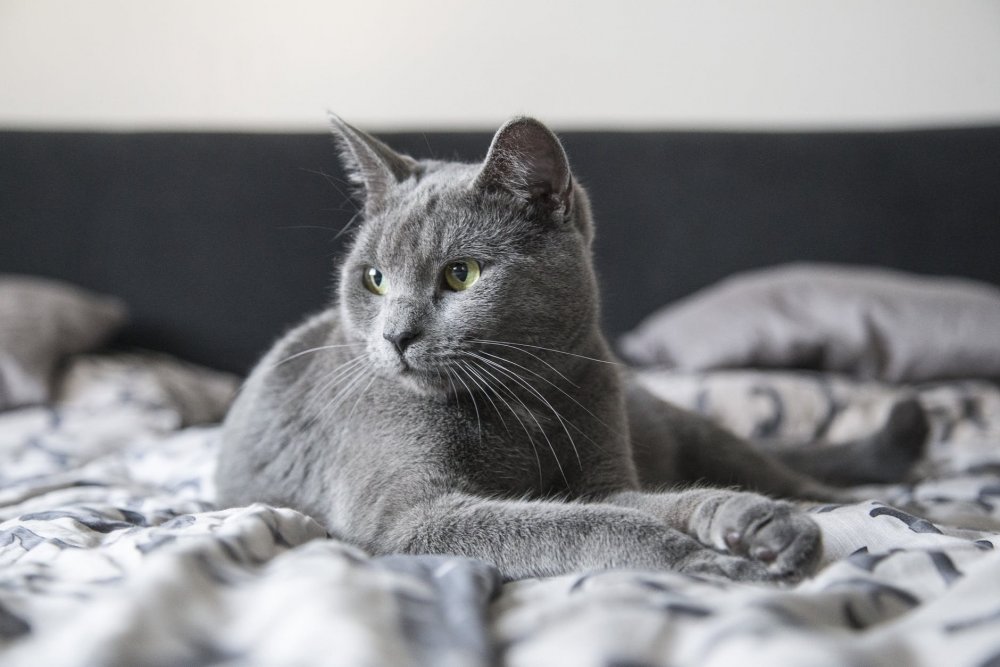 Серый кот порода британец дымчатый