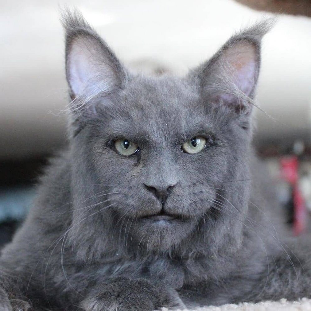 Британский кот светло-серый