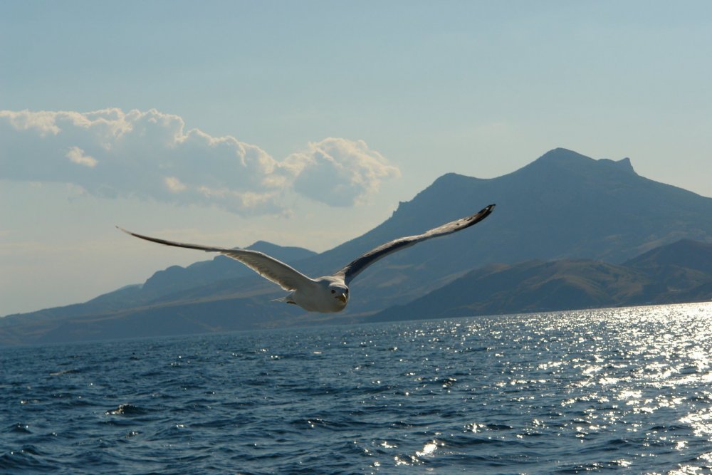 Альбатрос на Байкале