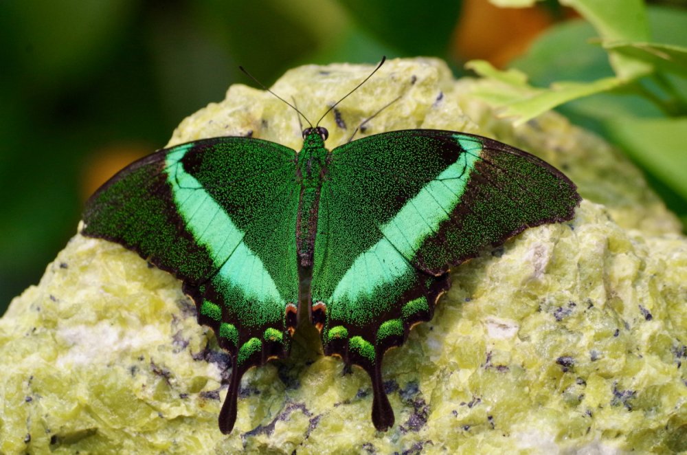 Изумрудный Махаон бабочка