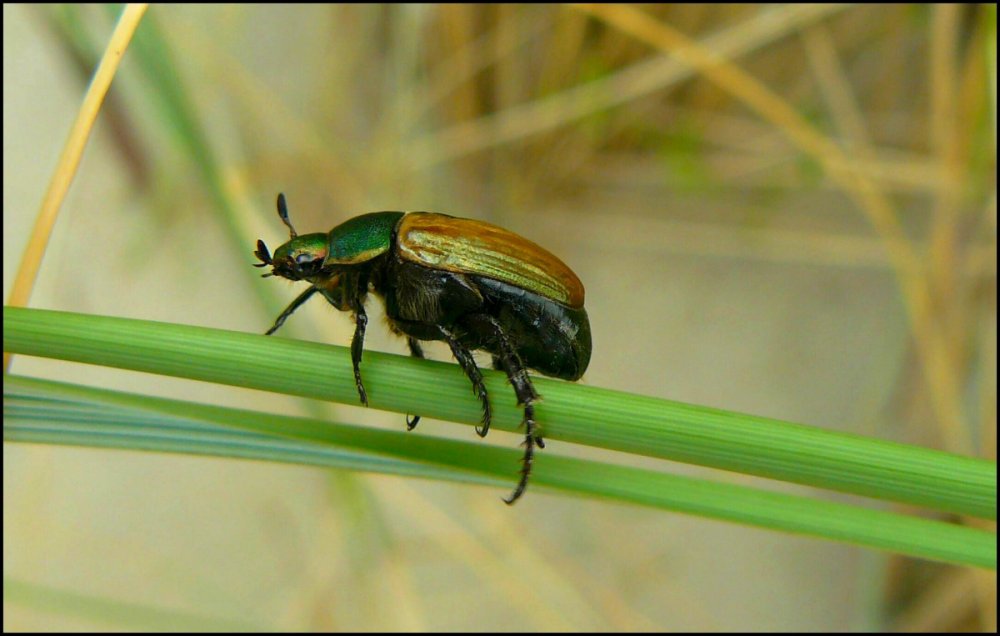 Абхазские жуки