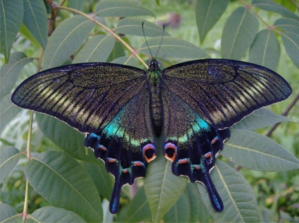 Парусник Маака (Papilio maackii)