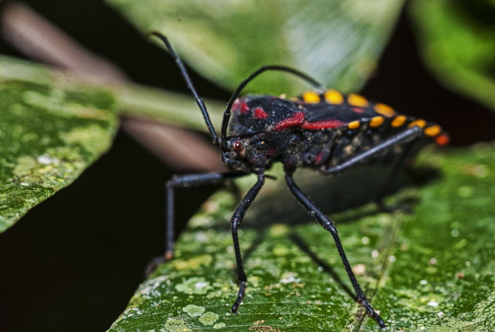 Тропические ядовитые насекомые