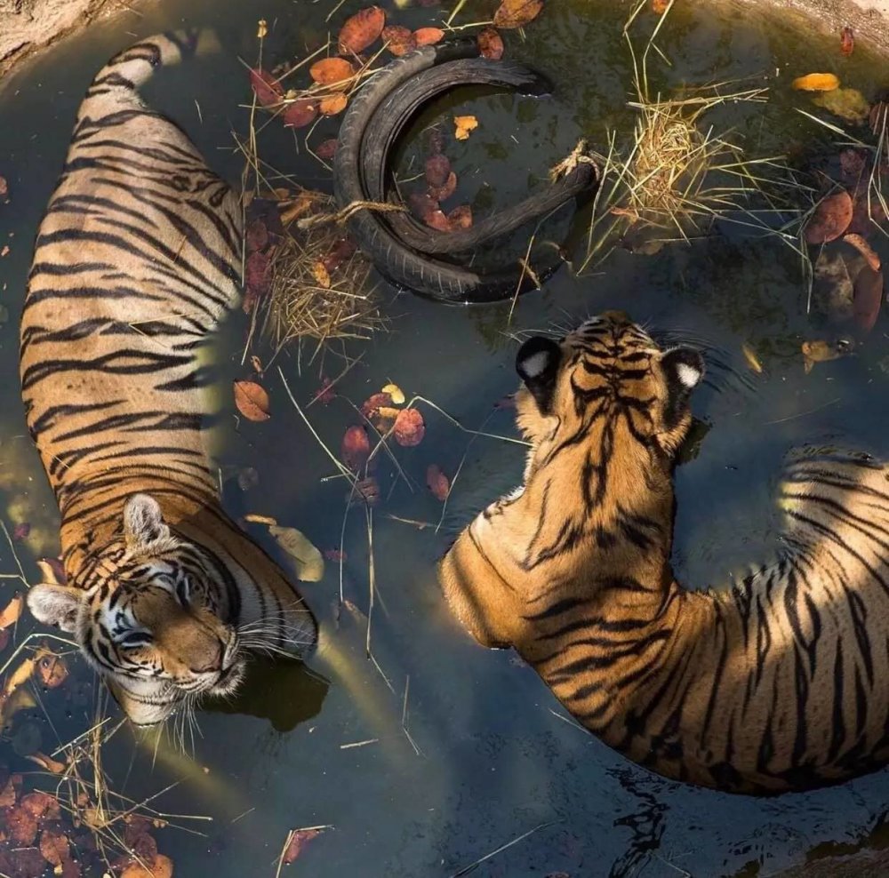 Животные Эстетика тигр