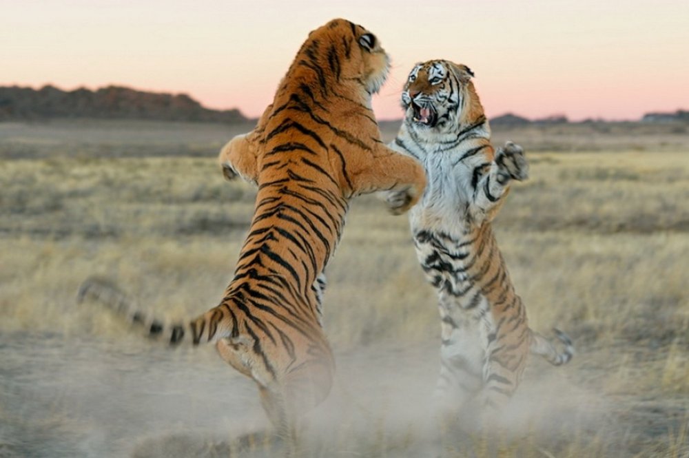Фотоманипуляции с тигром