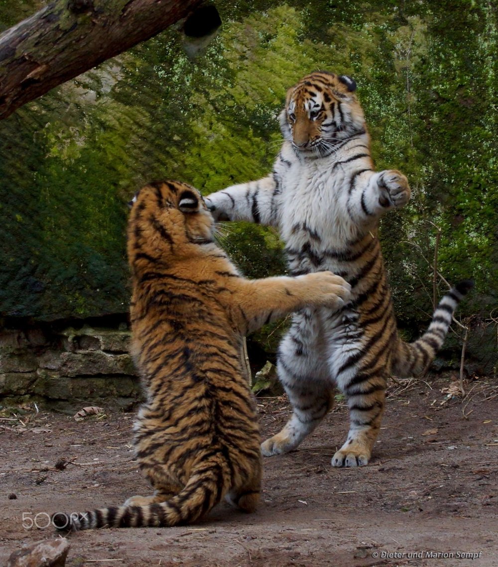 Кошка и тигр вместе