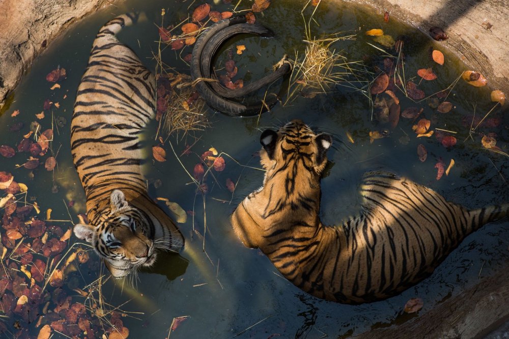 Тигры обнимаются