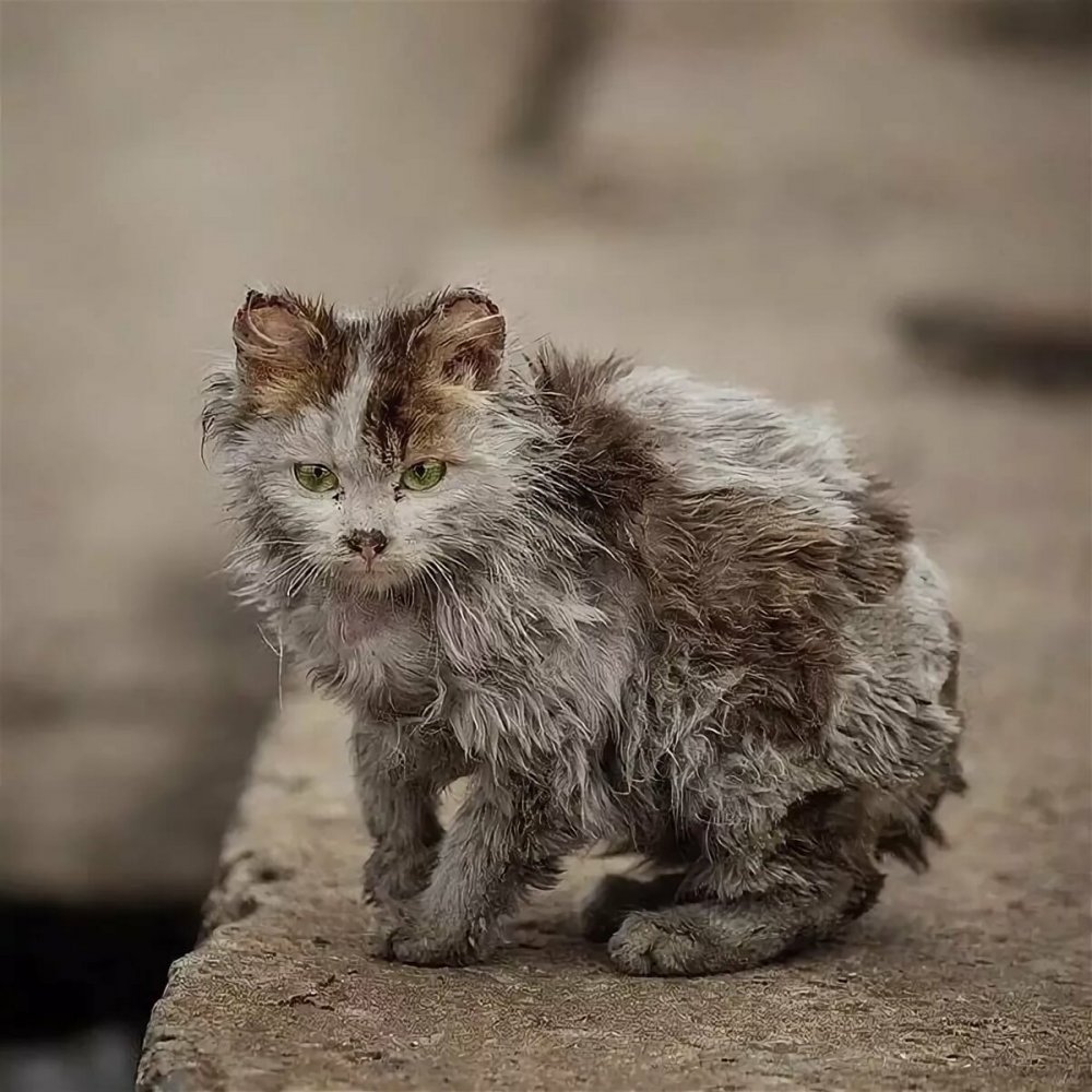 Промокший котенок