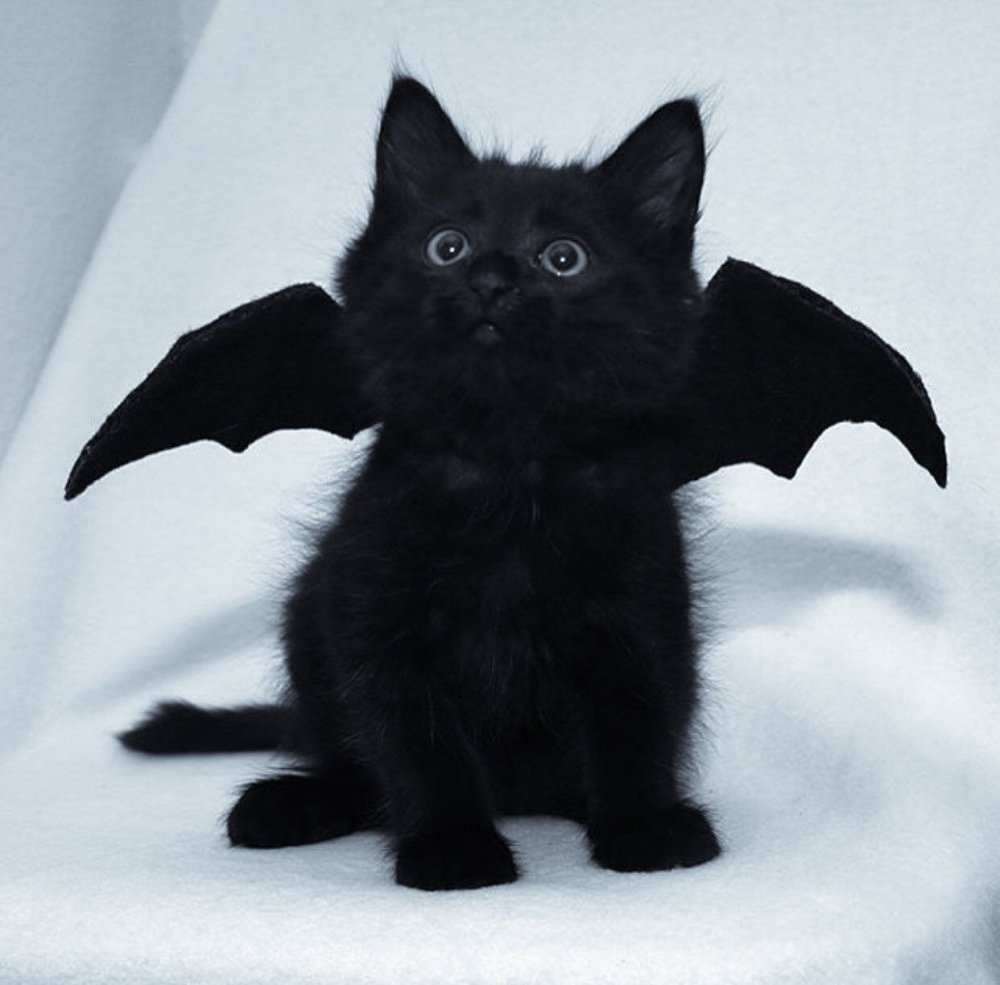 Черный котенок с крыльями летучей мыши