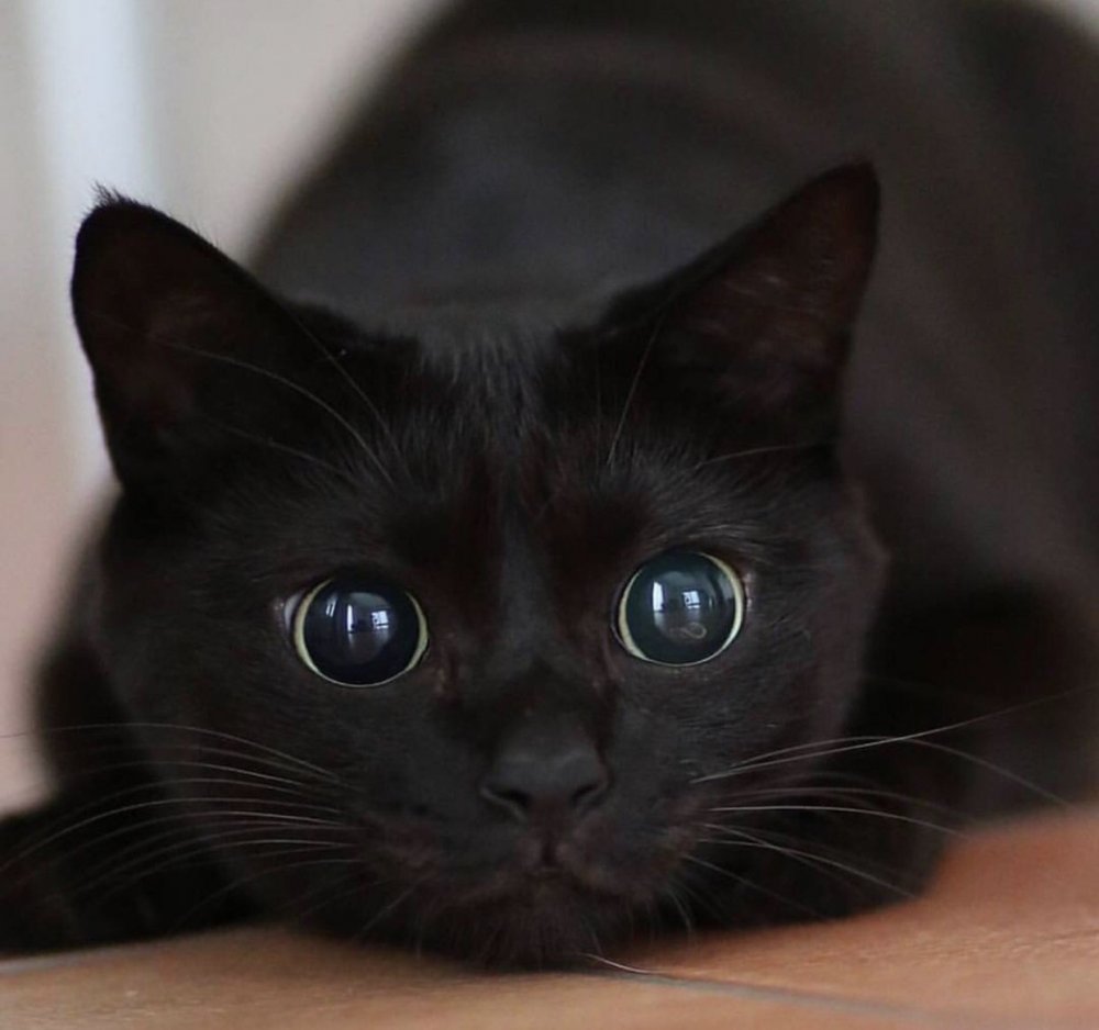Черный кот с черными глазами