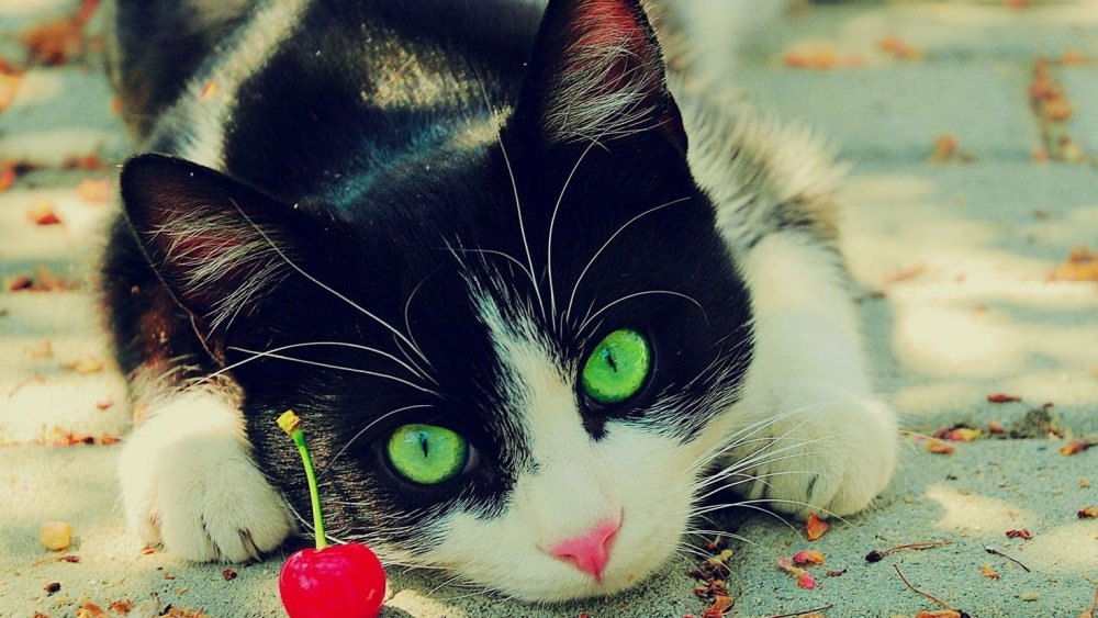 Черно белая кошка с зелеными глазами