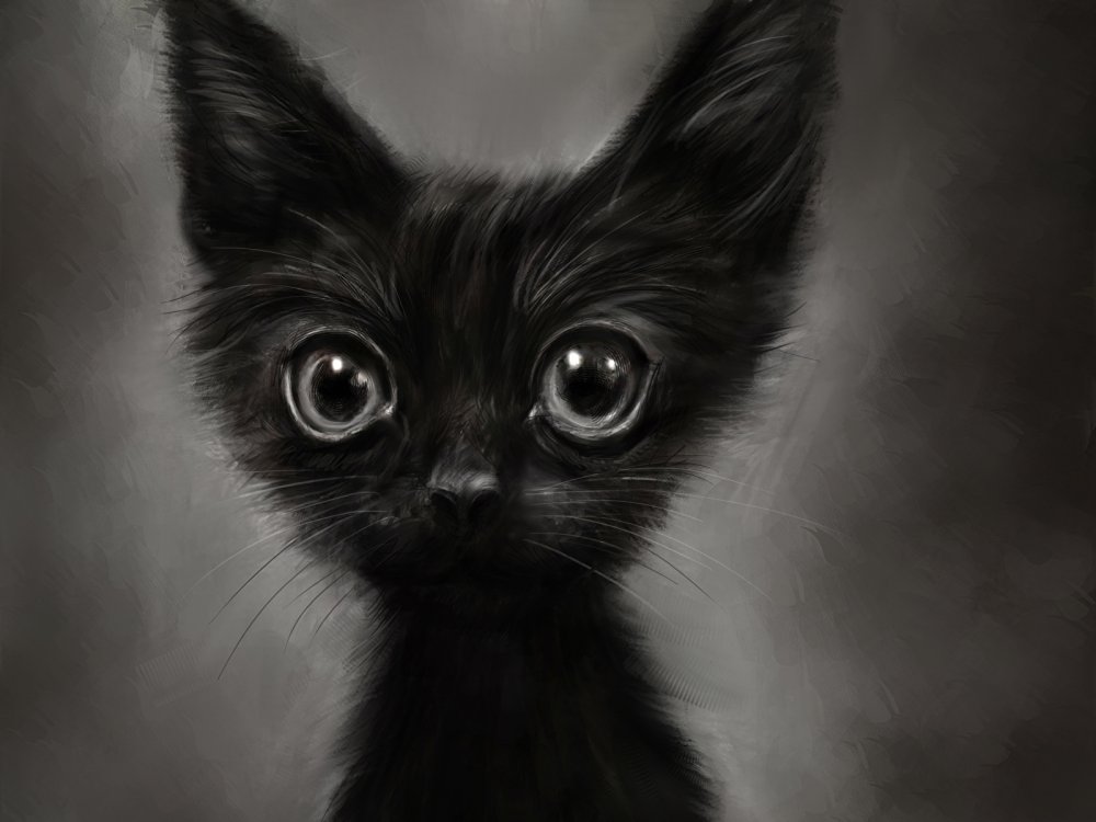 Чёрно-белый пушистый кот
