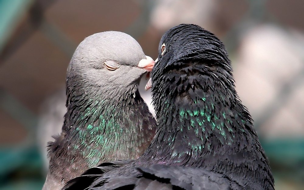 Птицы в брачный период