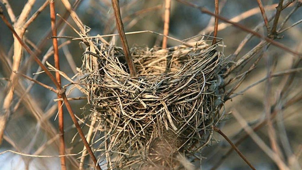 Воробьиное гнездо