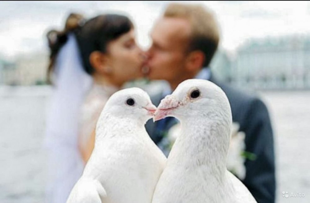 Белые голуби любви