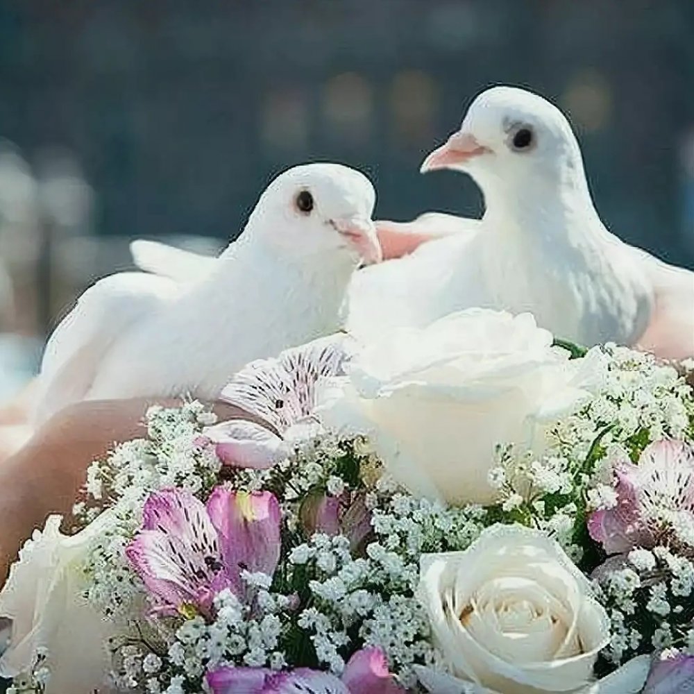 Белые голуби в цветах
