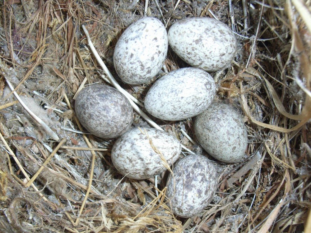 Яйца воробьинообразных
