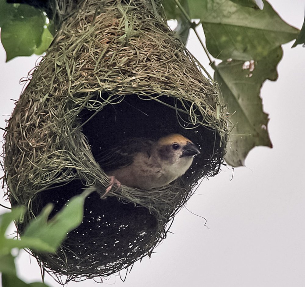 Птица портниха гнездо