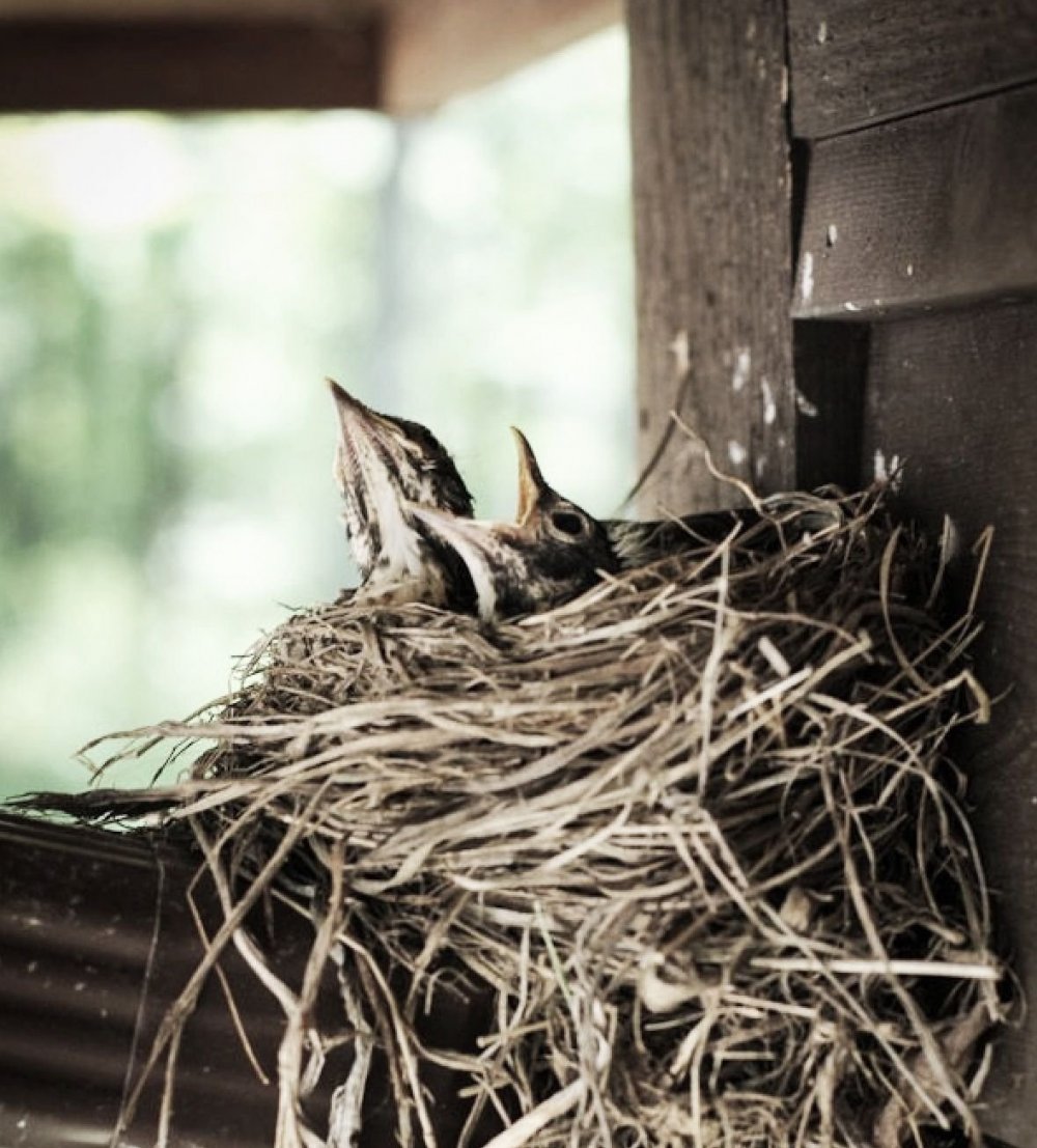 Домовой Воробей гнездо