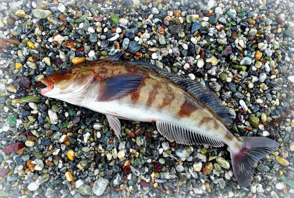 Рыба Тригла морской петух