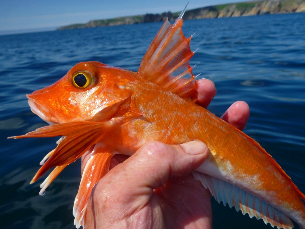 Рыба скорпена Черноморская