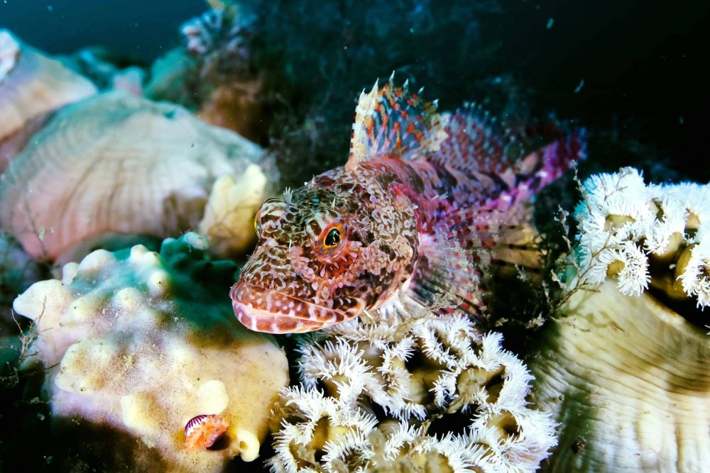 Кораллы Охотского моря