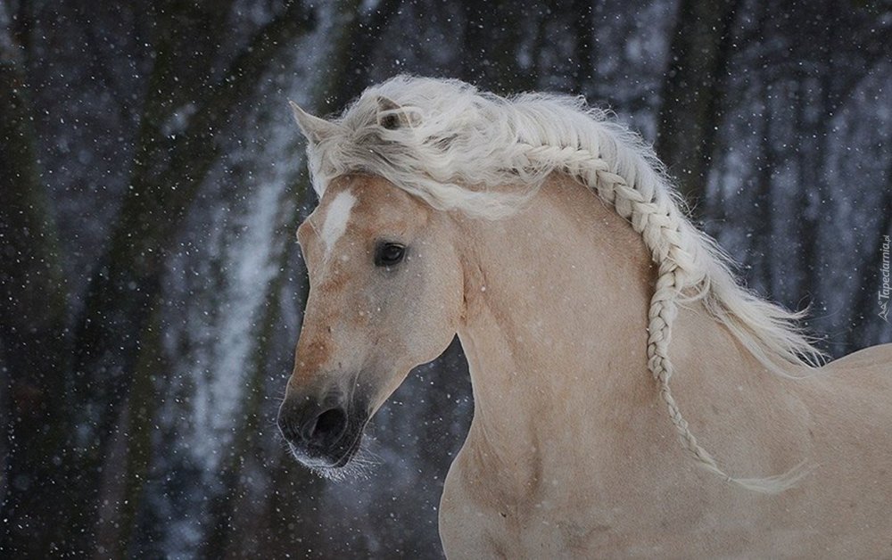 Белые лошади с длинной гривой