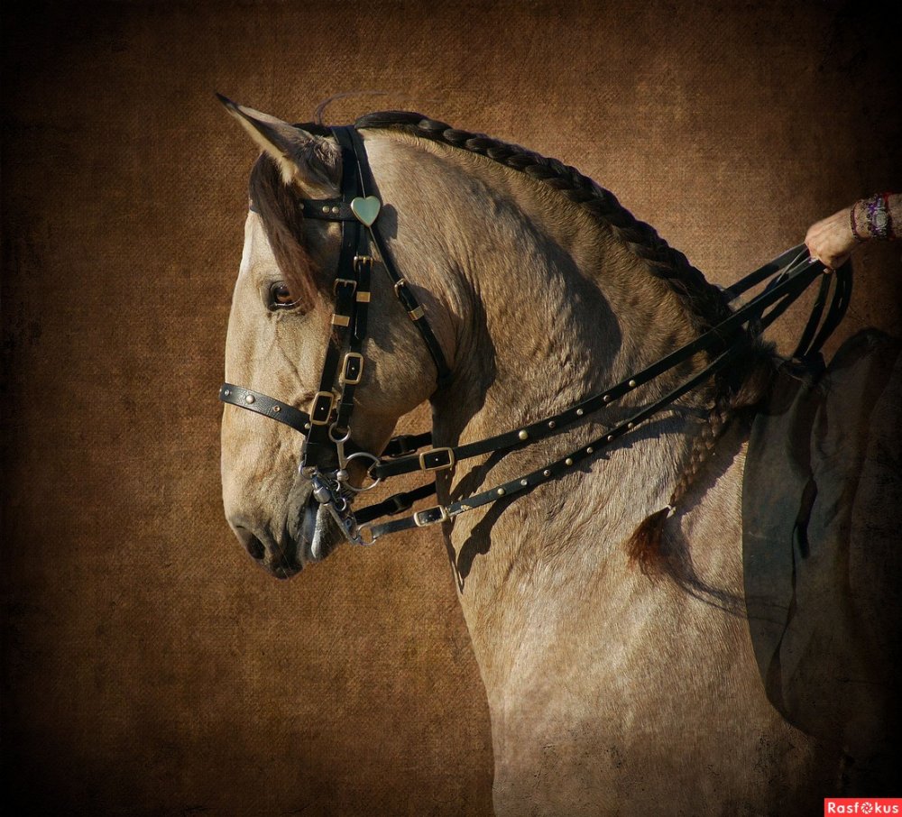 Андалузская лошадь Эстетика