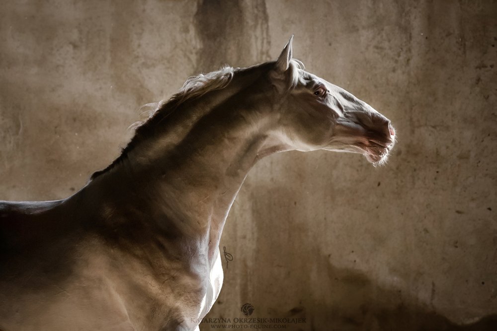 Андалузская лошадь Эстетика