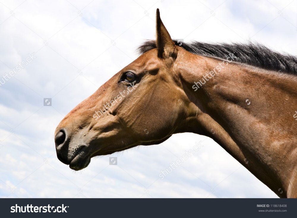 Морда лошади в профиль