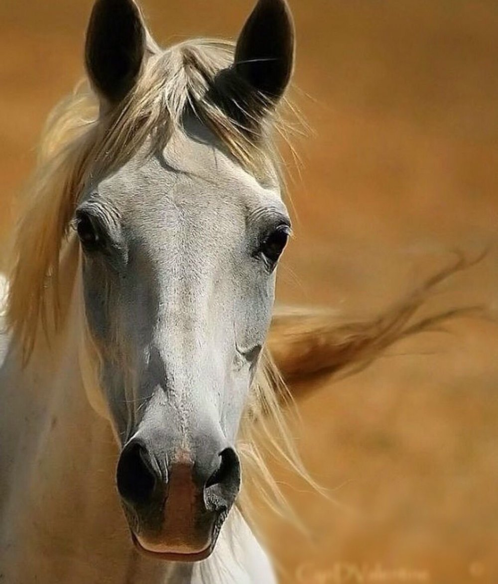 Красивые морды лошадей