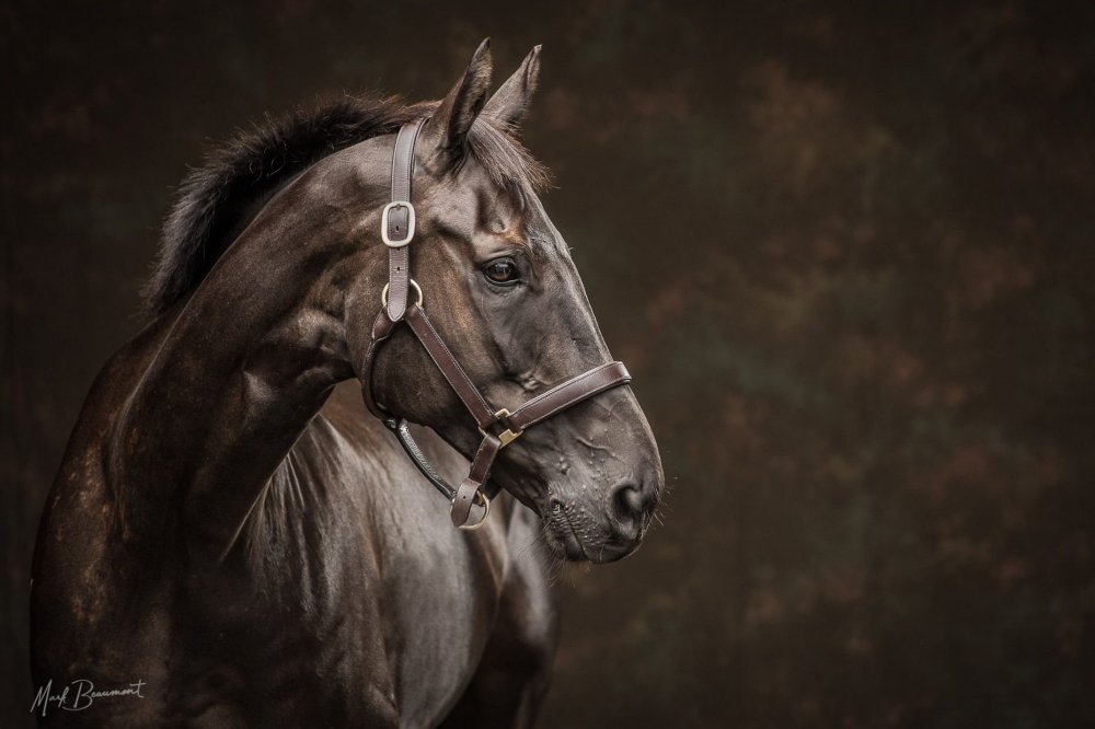 Лошадь Художественные фотопортреты