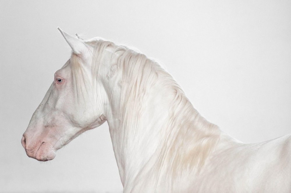 Марвари лошадь альбинос